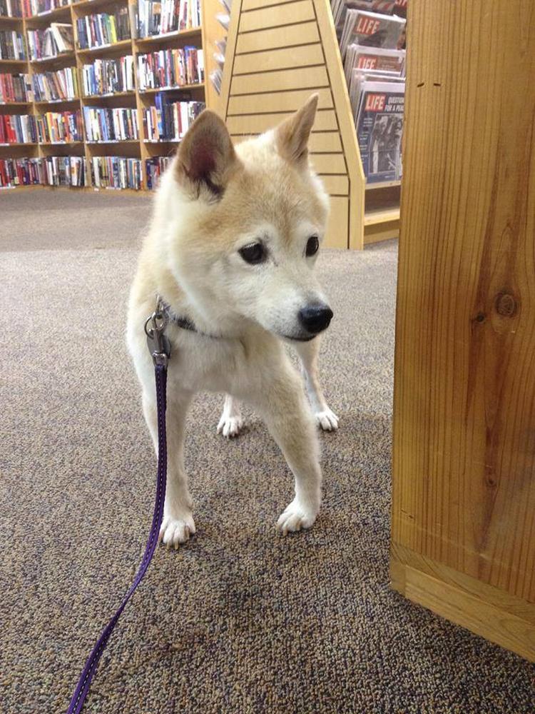 10 ร้านหนังสือเป็นมิตรกับน้องหมา